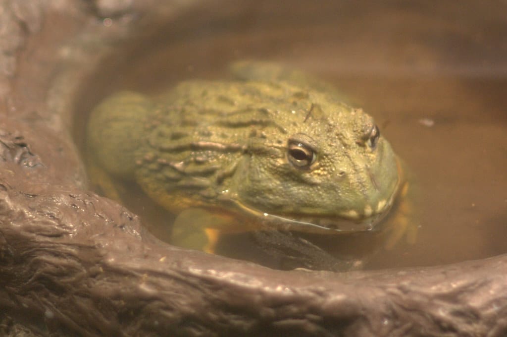 African bullfrog