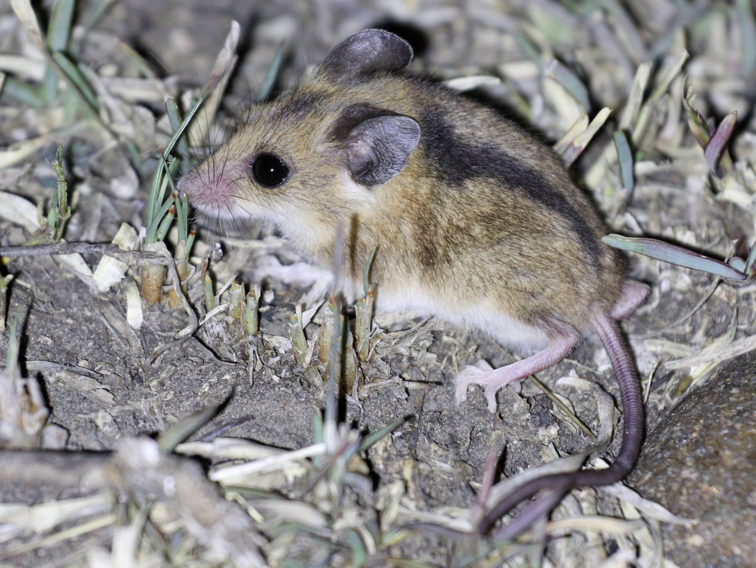 Grey Climbing Mouse Grey Climbing Mouse