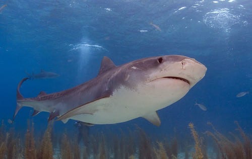 Tiger shark Tiger shark