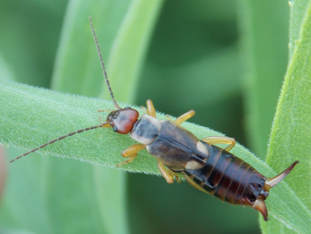 Forficula auricularia