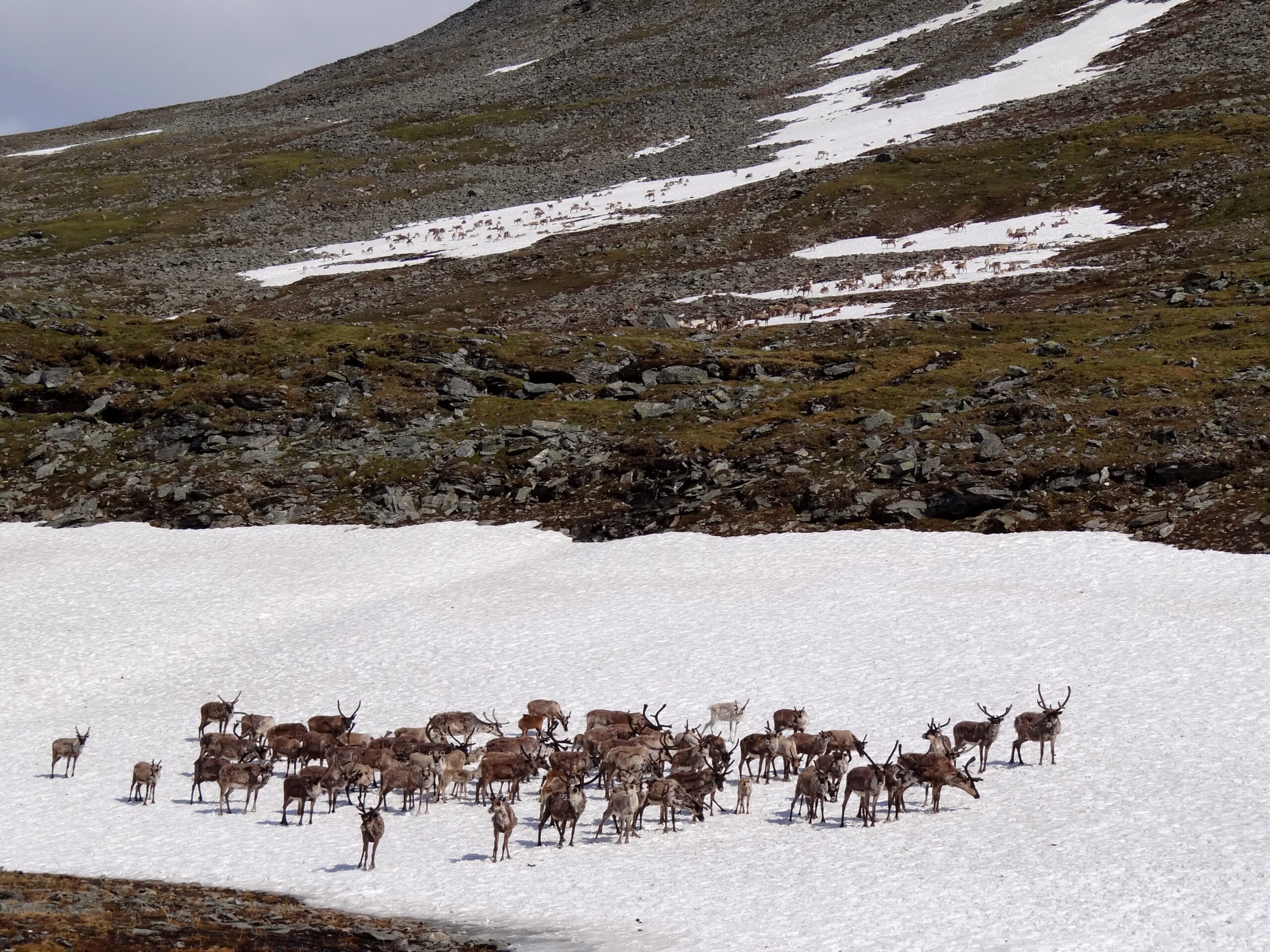 Reindeer-on-the-rocks