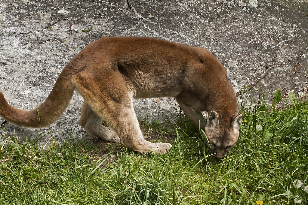 Female Cougar Female Cougar
