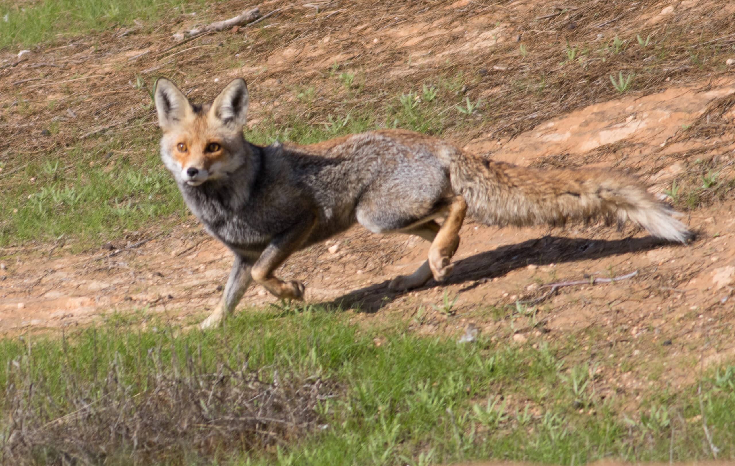 Vulpes vulpes at Eshel HaNasi4, israel Vulpes vulpes at Eshel HaNasi4, israel