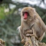 Japanese Macaque