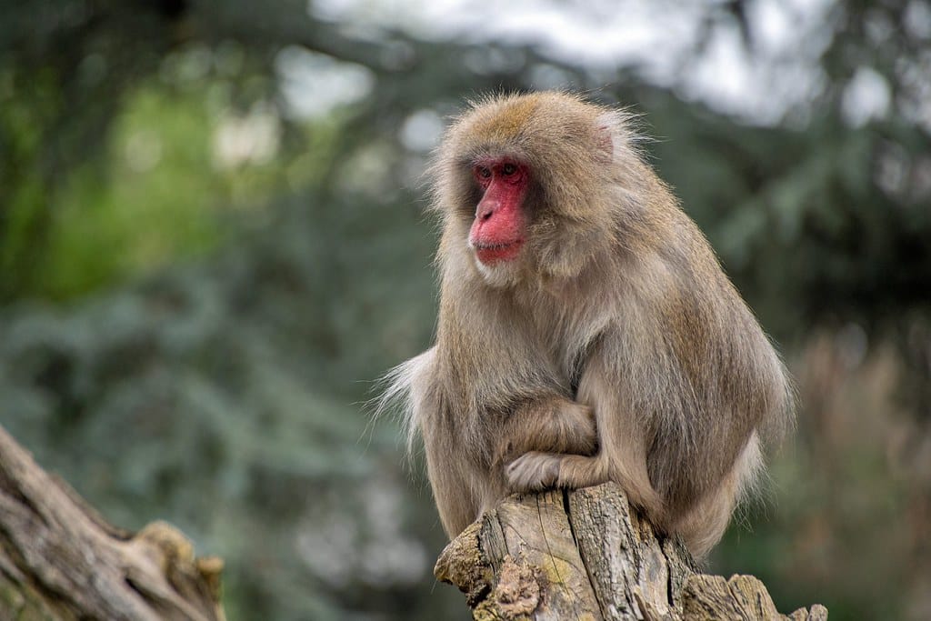 Japanese Macaque