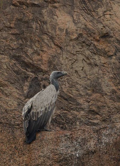 Indian vulture on cliff Indian vulture on cliff