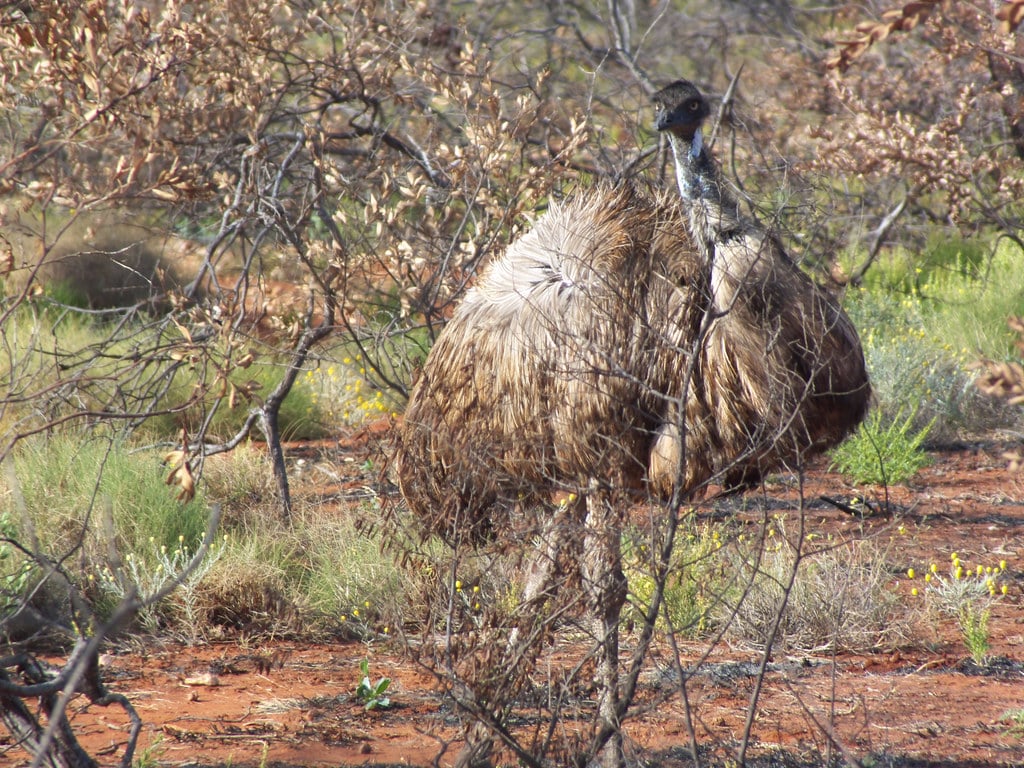 Casuariidae>Dromaius novaehollandiae Emu DSCF7256