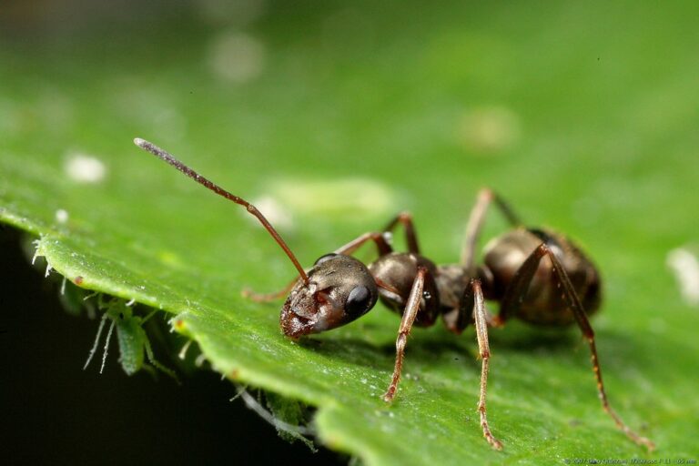Ant Ant