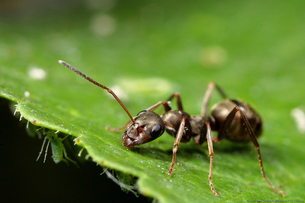 Ant Ant