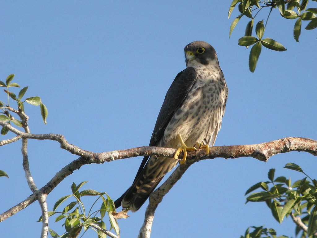 Sooty Falcon (Falco concolor), Allée des Baobabs near Morondava, Madagascar