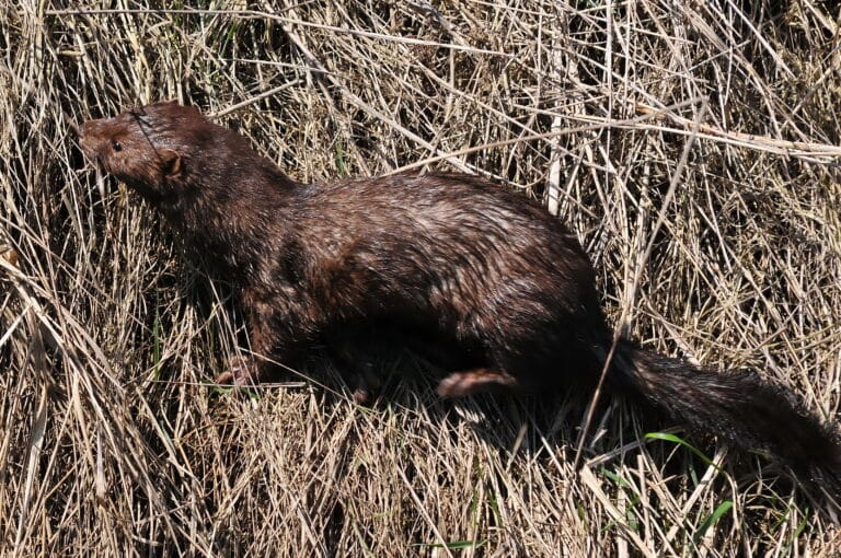 American mink 2