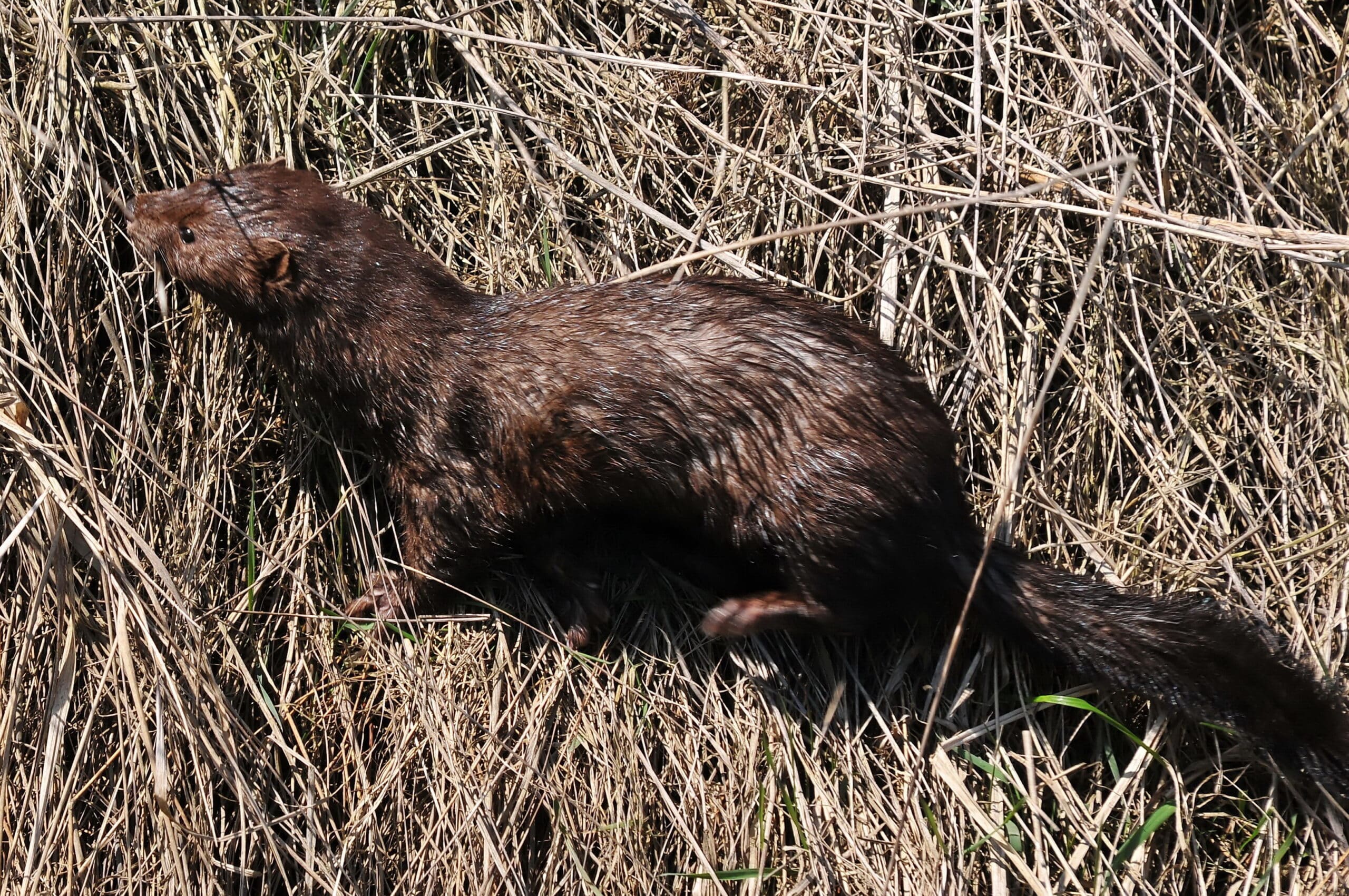 American mink 2