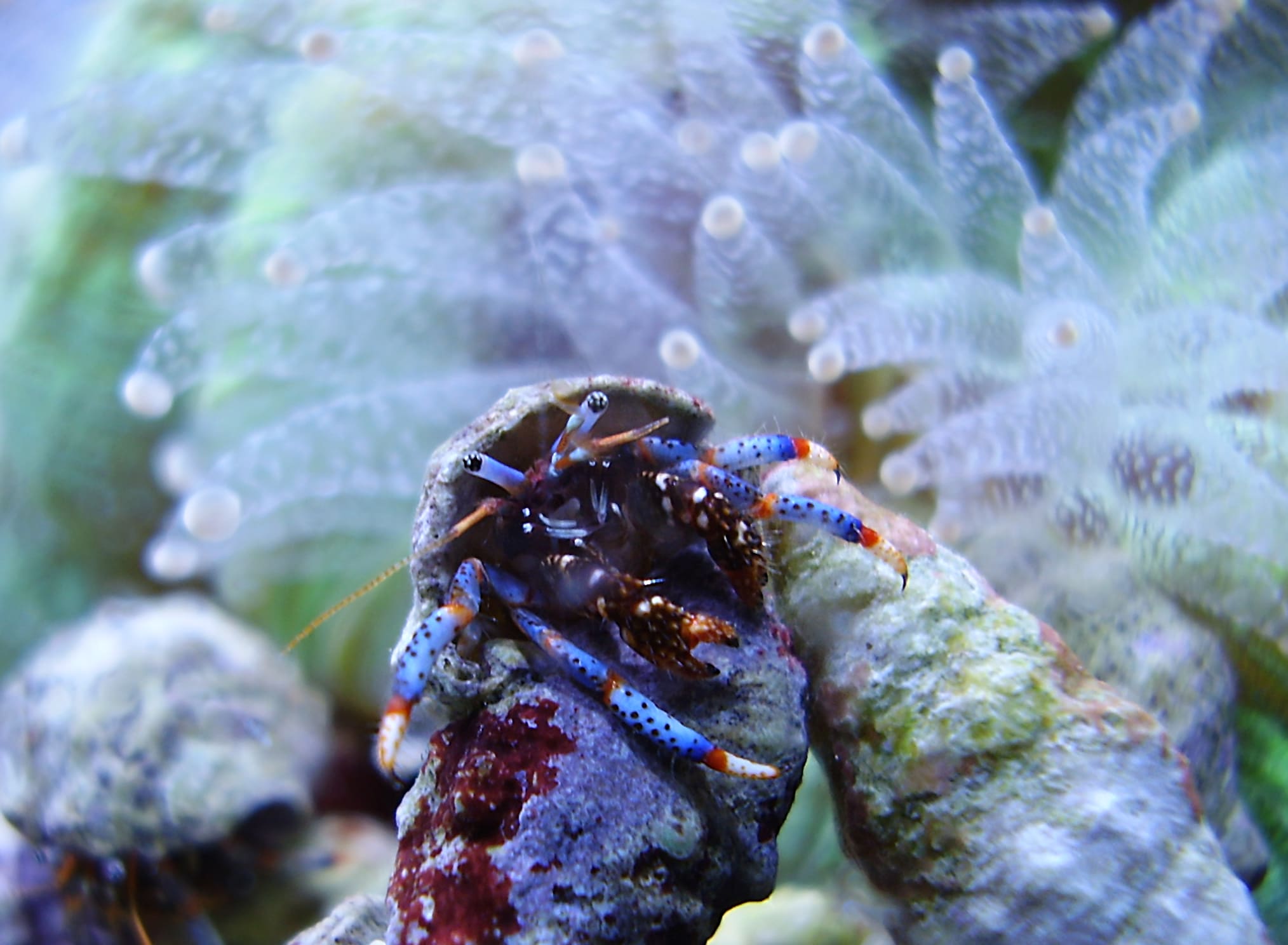 Hermit crab cropped