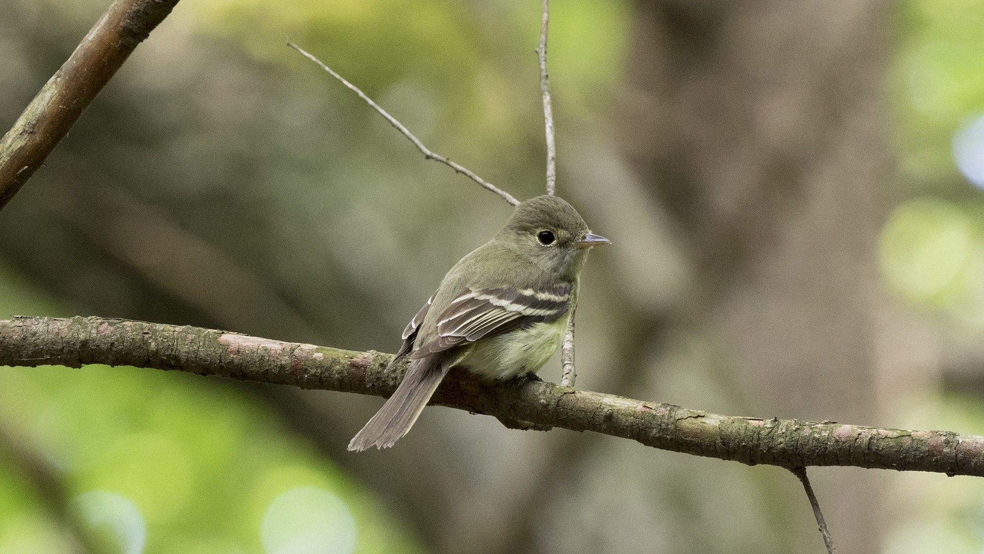 Acadian Flycatcher, Pennsylvania (35888347846) Acadian Flycatcher, Pennsylvania (35888347846)