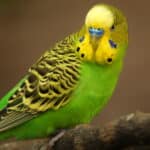 Parakeet