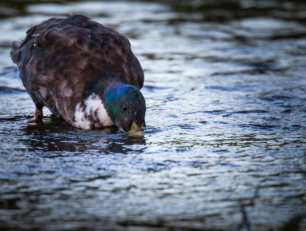Duck Drink