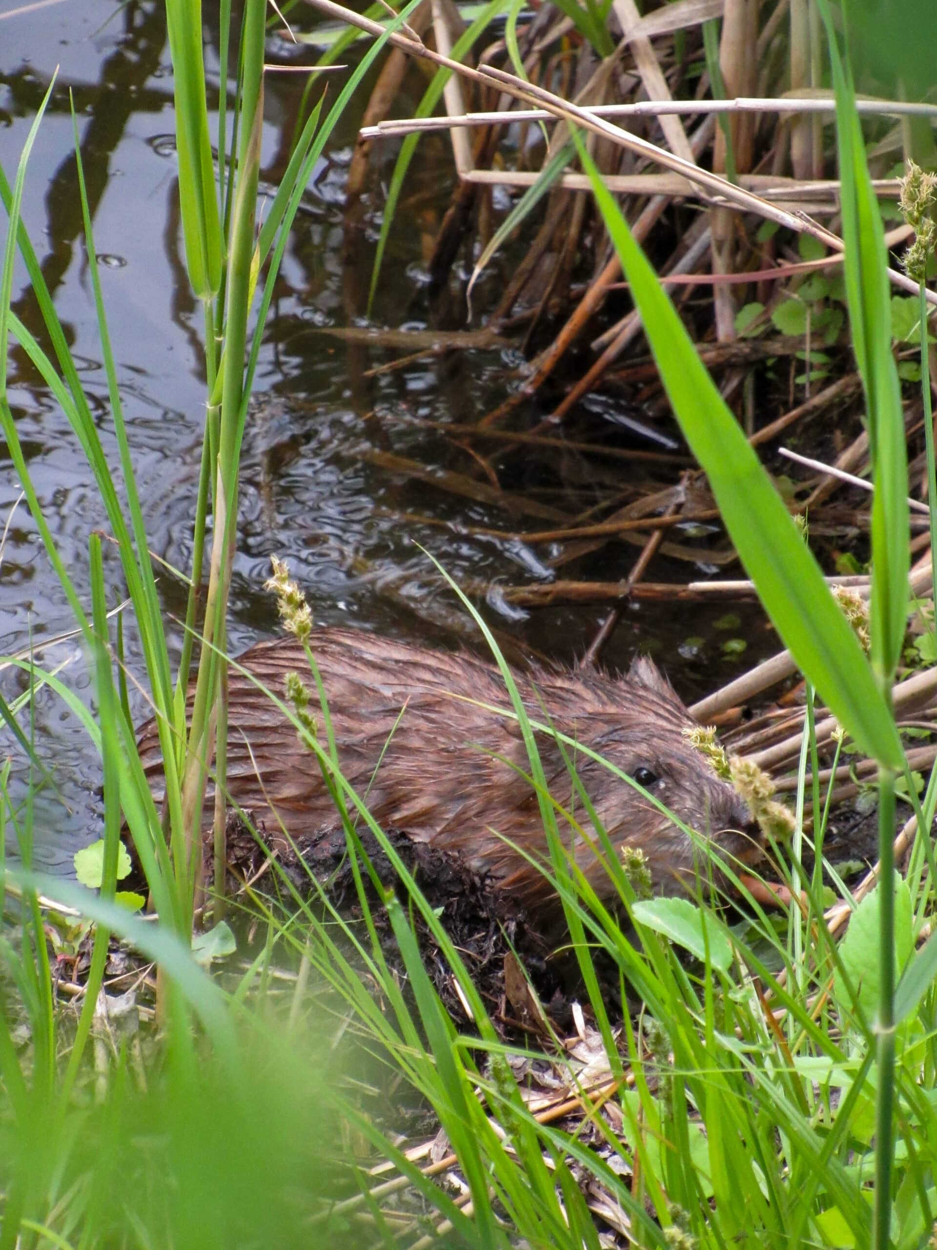 Ондатра (Ondatra zibethicus) 01 Ондатра (Ondatra zibethicus) 01