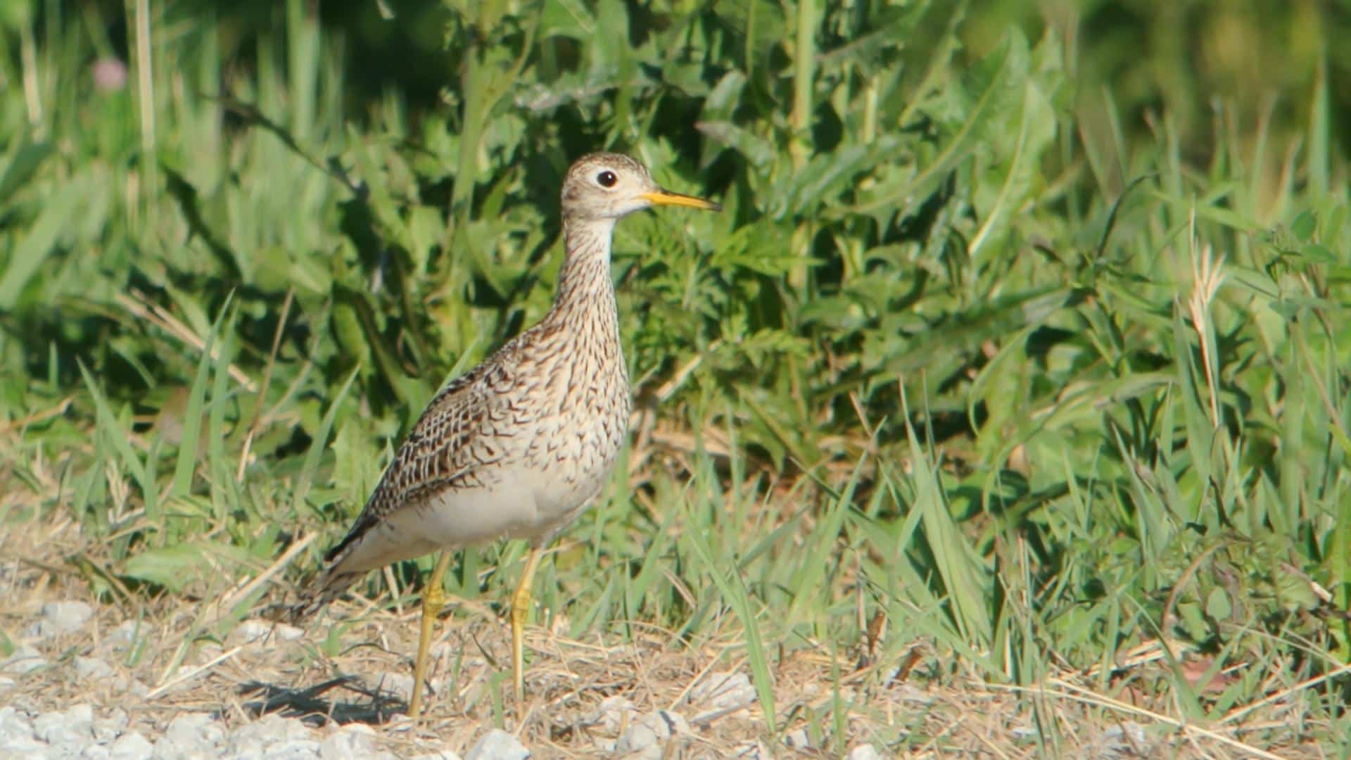 Upland Sandpiper (8372114938) Upland Sandpiper (8372114938)