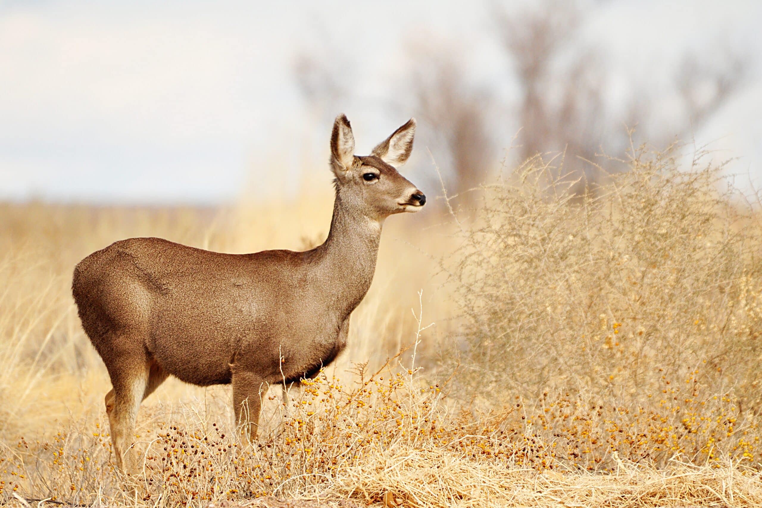 Mule Deer