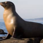 Sea Lion