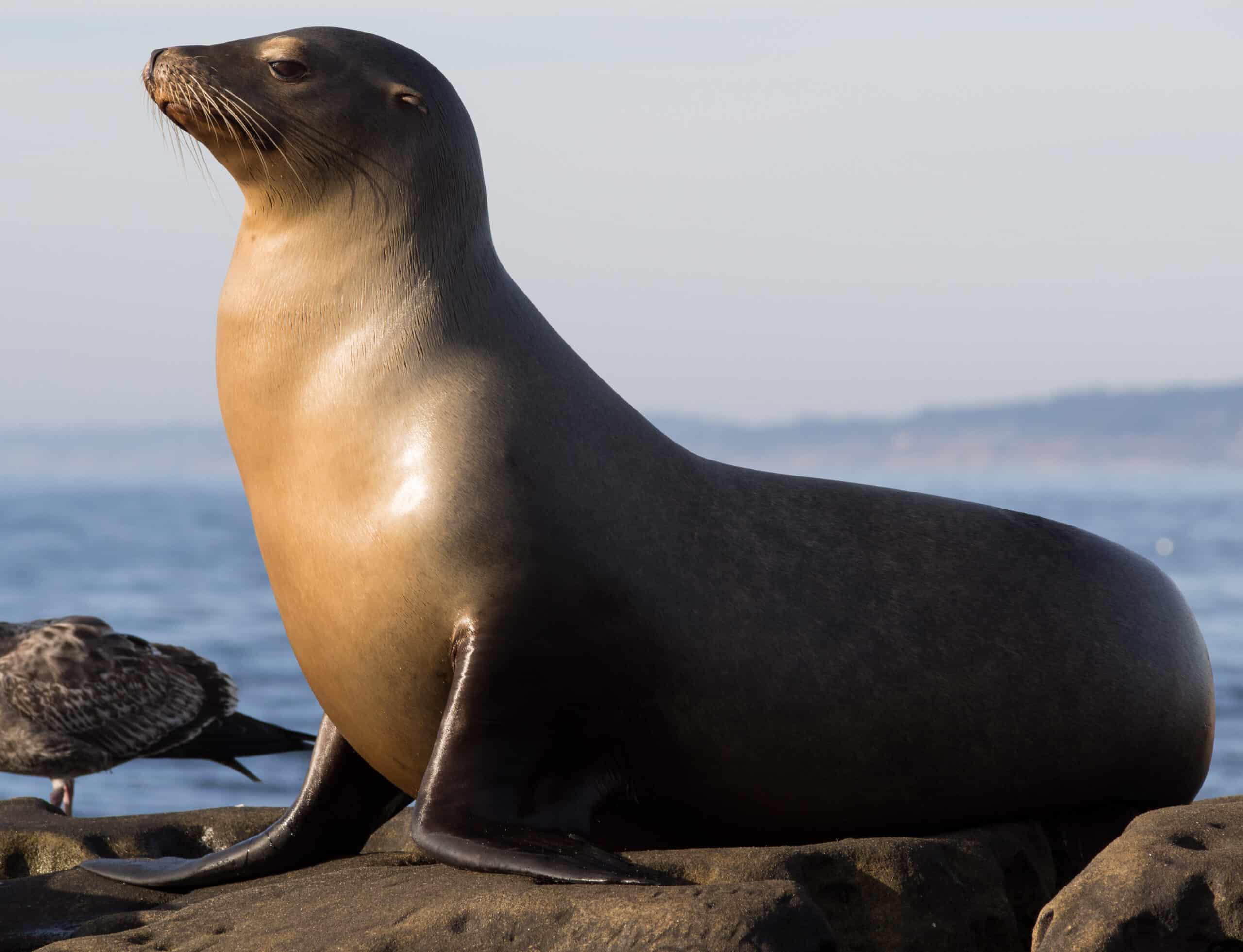 Sea Lion