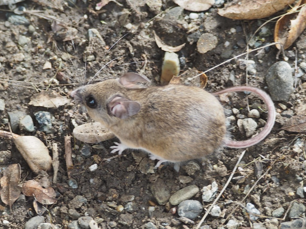 Deer Mouse, Peromyscus maniculatus Deer Mouse, Peromyscus maniculatus