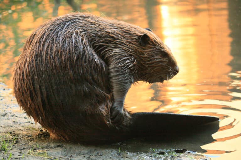 Beaver Yearling Grooming Alhambra Creek 2008 Beaver Yearling Grooming Alhambra Creek 2008 Beaver