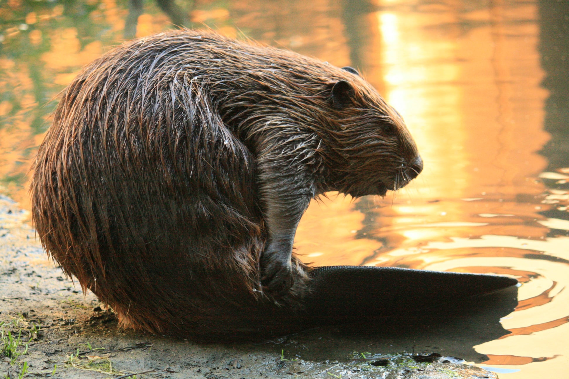 Beaver Yearling Grooming Alhambra Creek 2008 Beaver Yearling Grooming Alhambra Creek 2008 Beaver