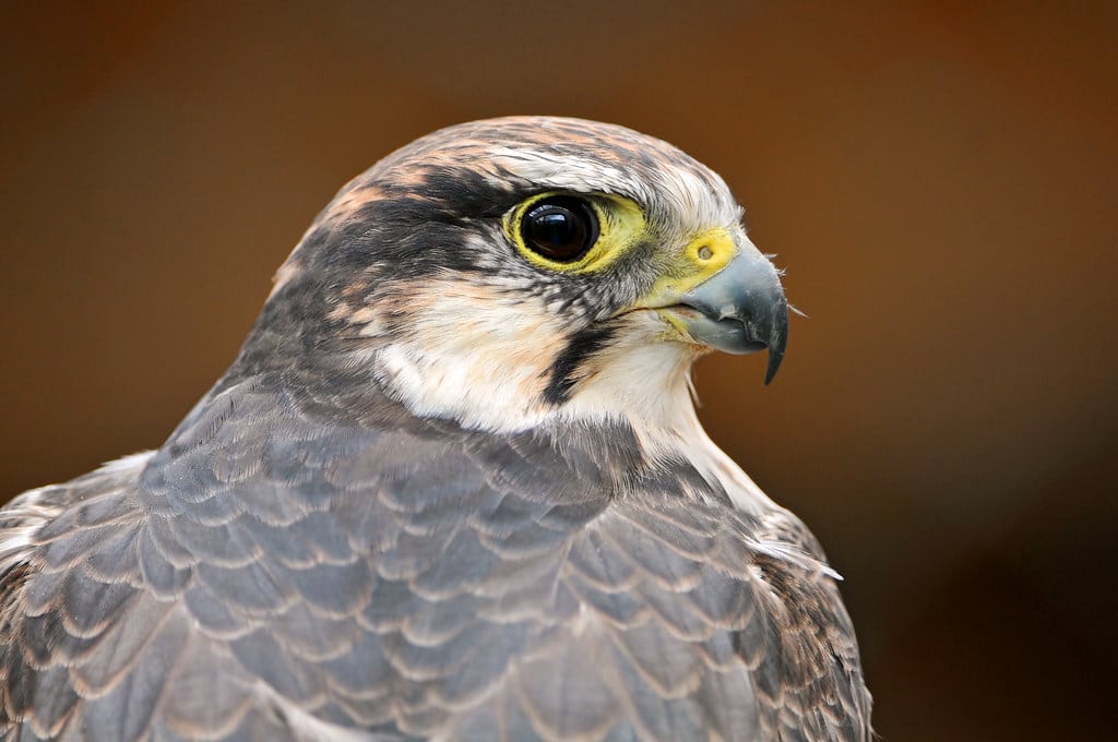 Portrait of a falcon