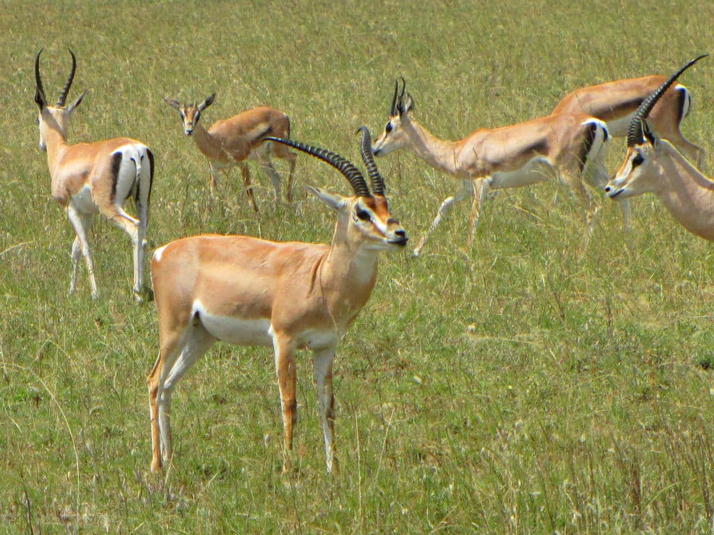 Grant’s Gazelles, Serengeti