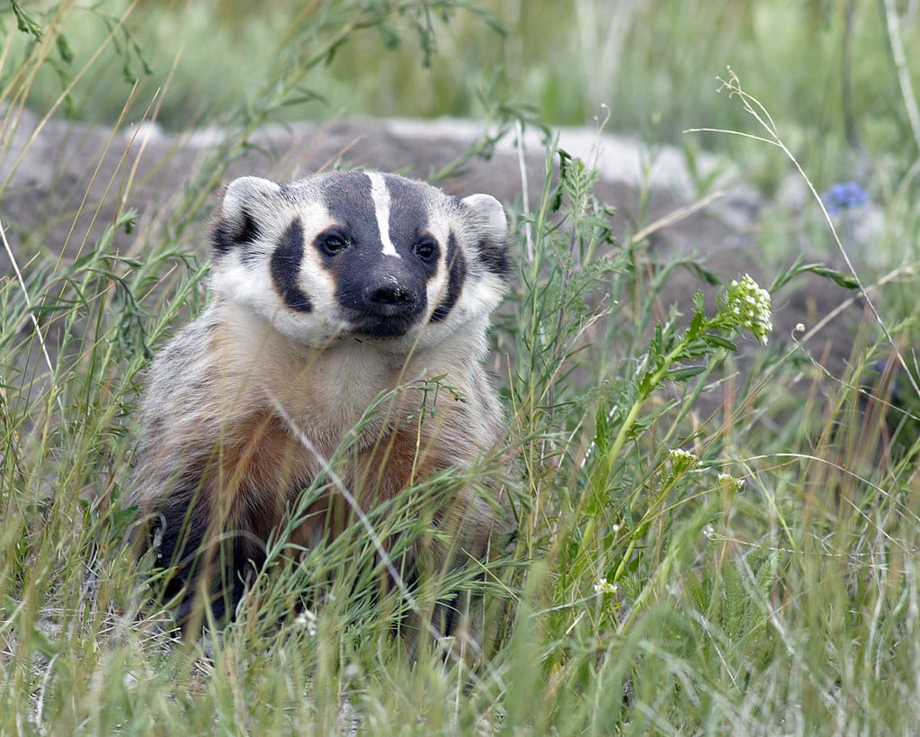 American Badger (Taxidea taxus)