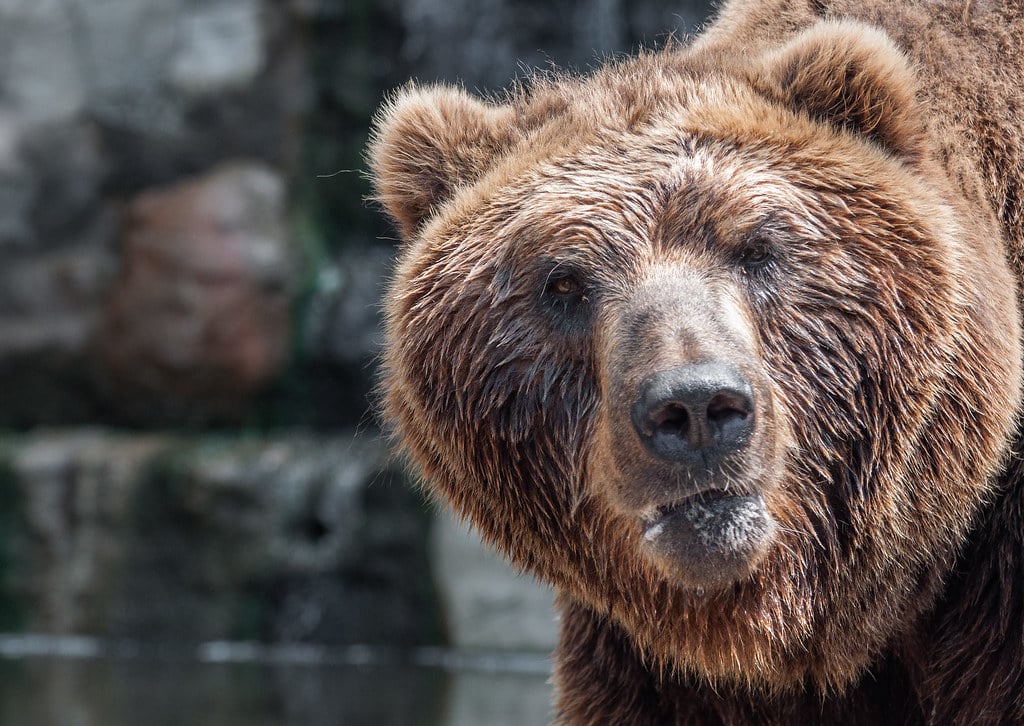 Brown bear Brown bear