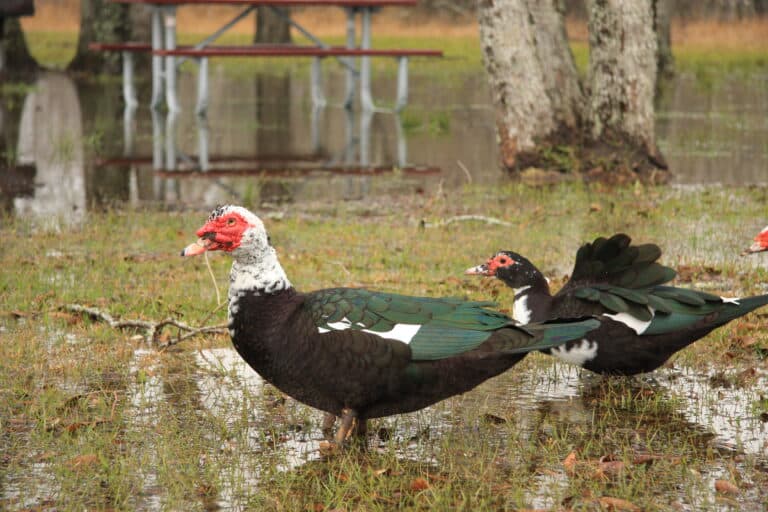 Cairina moschata -Texas -USA-8