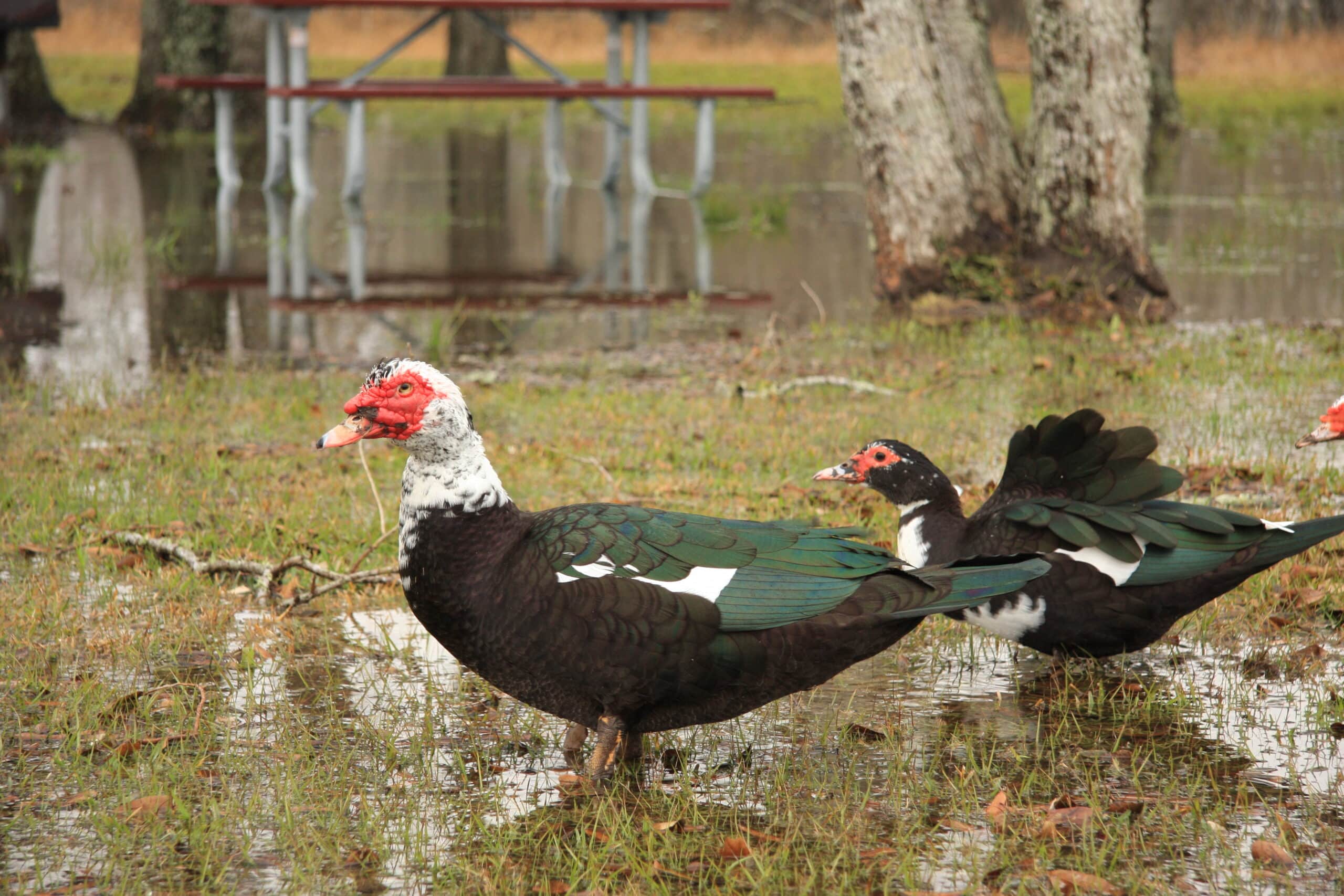 Cairina moschata -Texas -USA-8