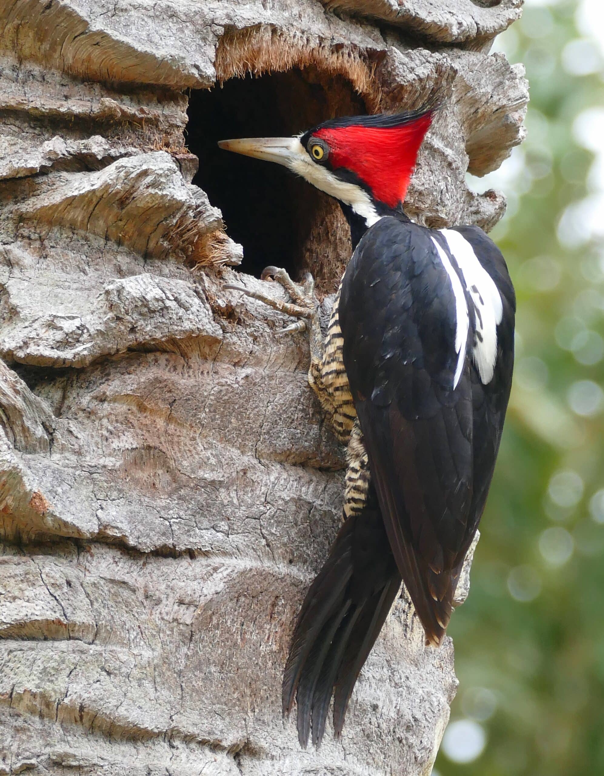 Crimson-crested Woodpecker (Campephilus melanoleucus) female investigating a possible nesting site … (27874788734) Crimson-crested Woodpecker (Campephilus melanoleucus) female investigating a possible nesting site … (27874788734)