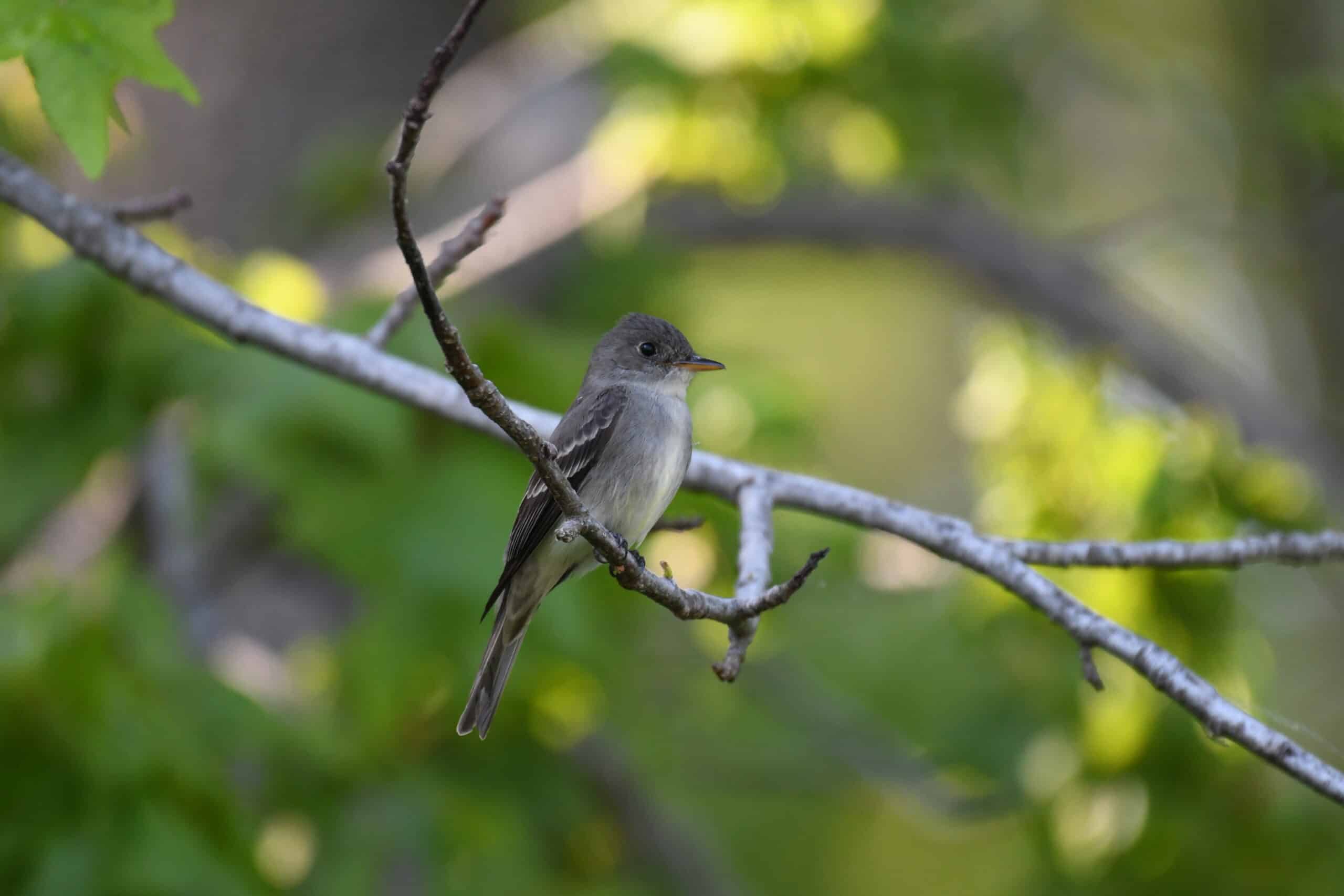 Acadian flycatcher bombay hook nwr 5.19.21 DSC 1733 Acadian flycatcher bombay hook nwr 5.19.21 DSC 1733