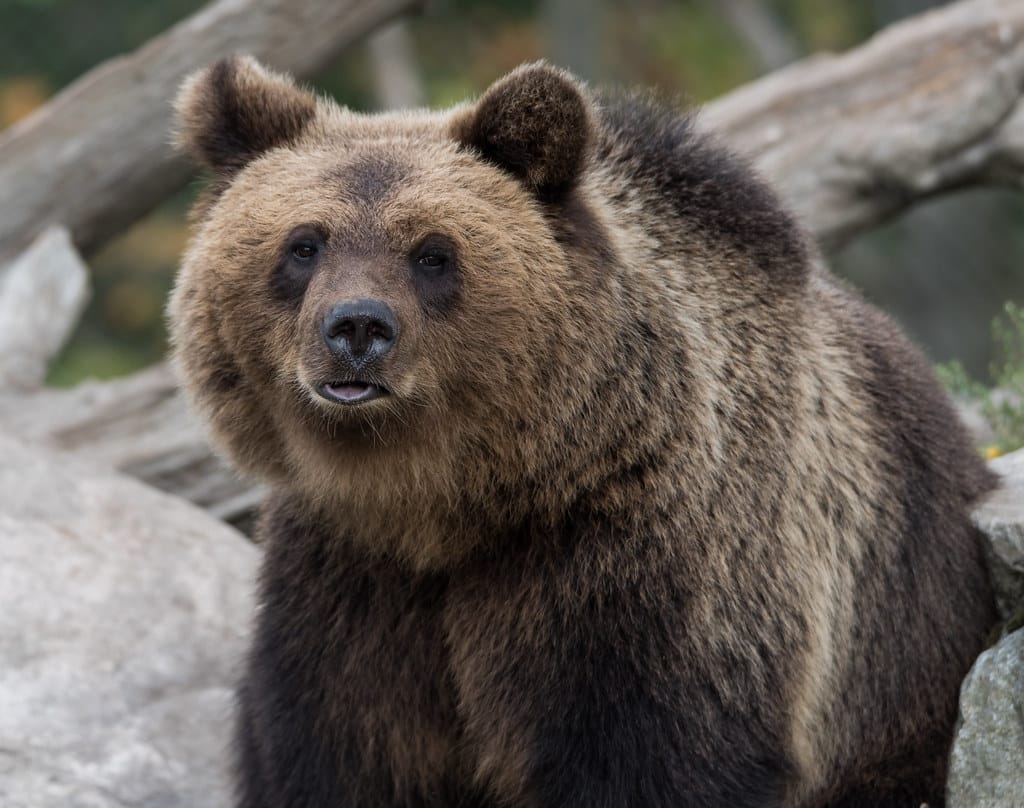 brown bear at Skansen3-3 brown bear at Skansen3-3