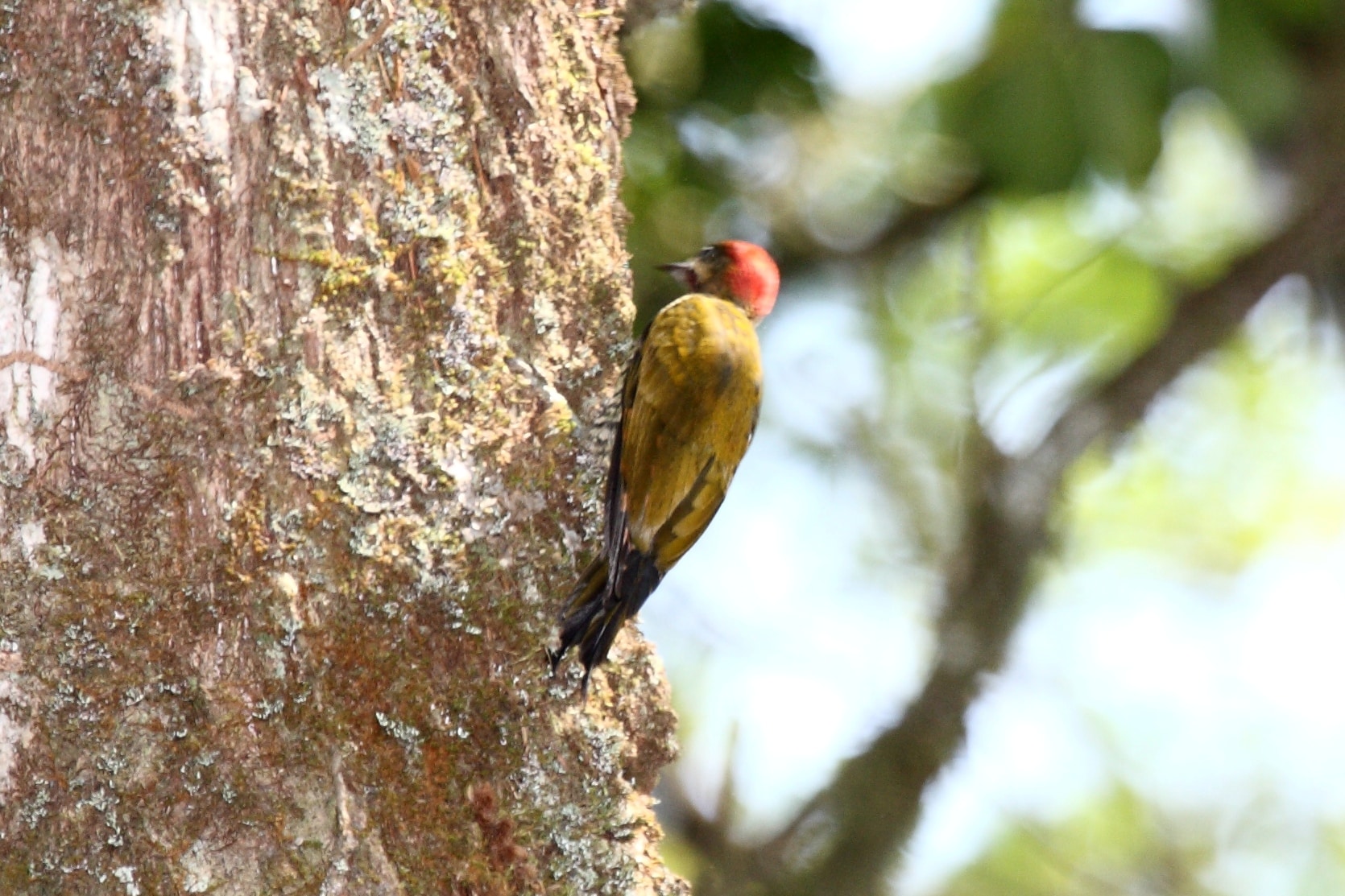 Stripe-cheeked Woodpecker (Piculus callopterus) 2 Stripe-cheeked Woodpecker (Piculus callopterus) 2