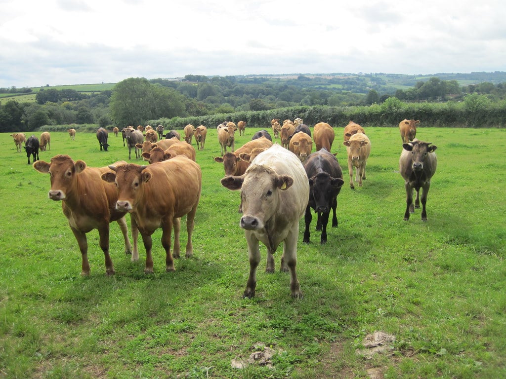 Cows, Churchinford Cows, Churchinford