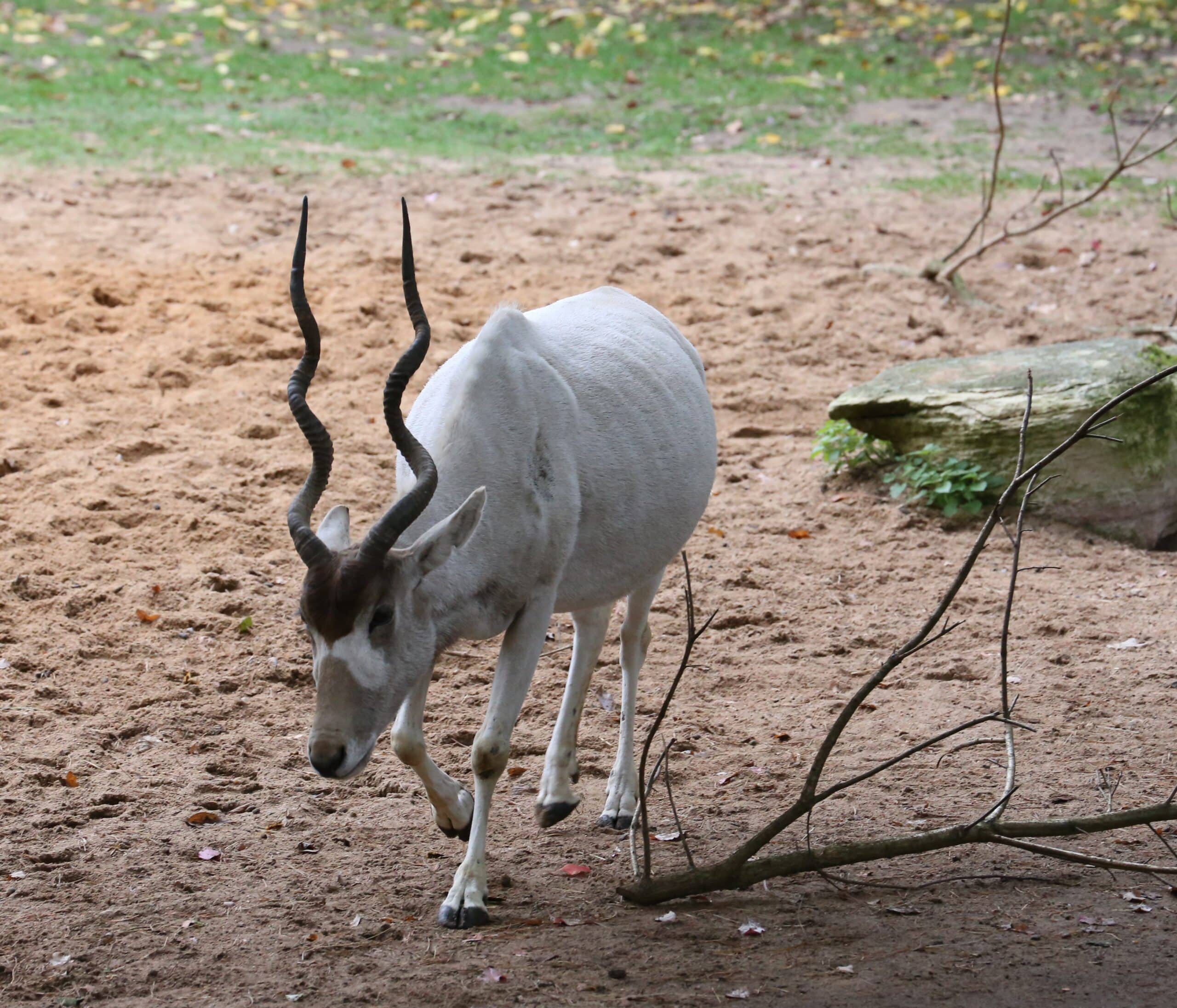 Mendesantilope Addax nasomaculatus Tiergarten-Nuernberg-16