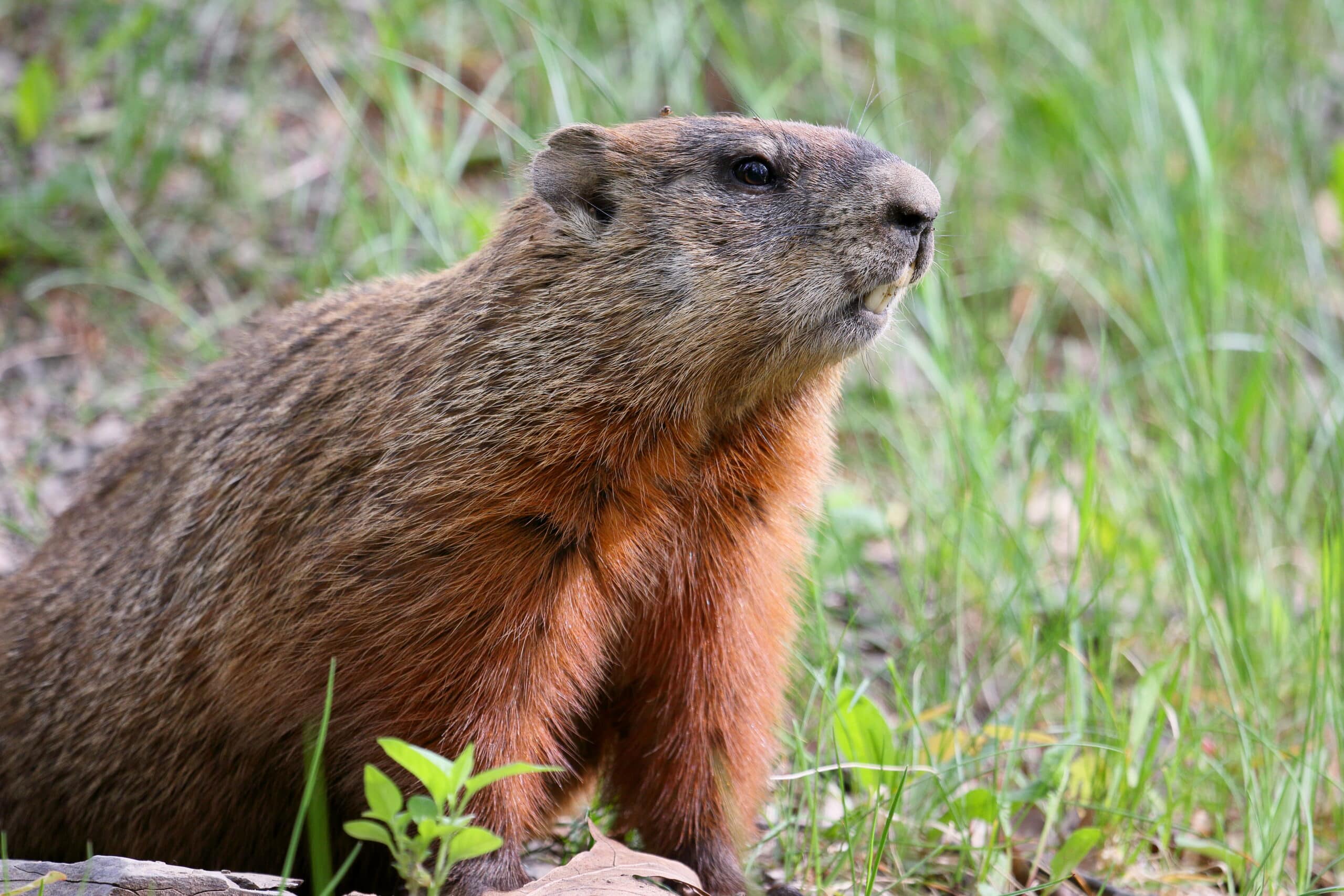 A woodchuck stands alert in the grass, looking into the distance.