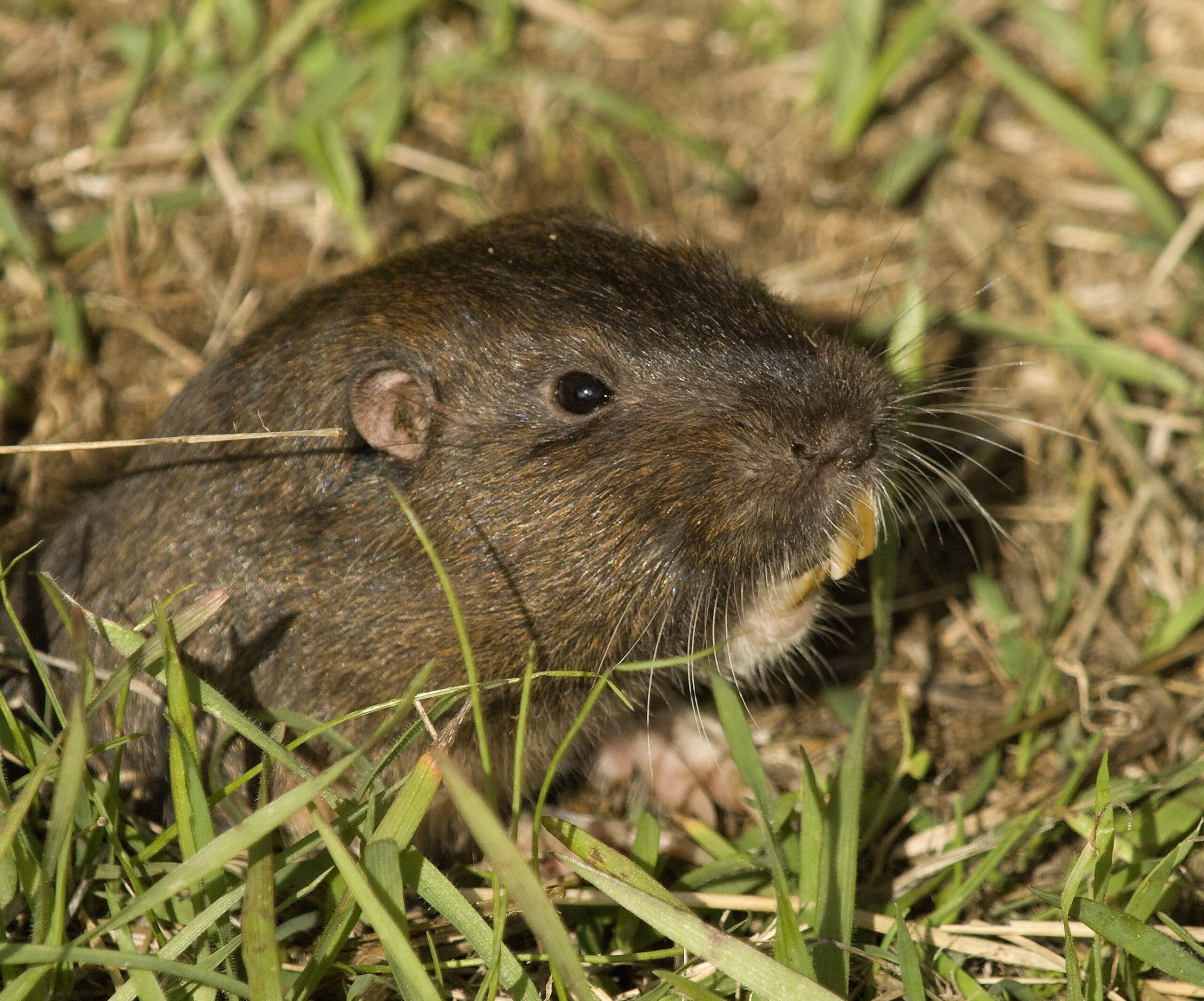 File:Botta’s Pocket Gopher (Thomomys bottae).jpg