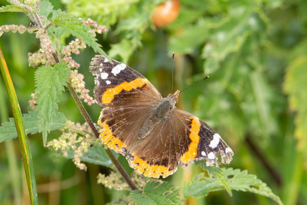 Red admiral (Vanessa atalanta) – Shobrooke park, Crediton, Devon – July 2020