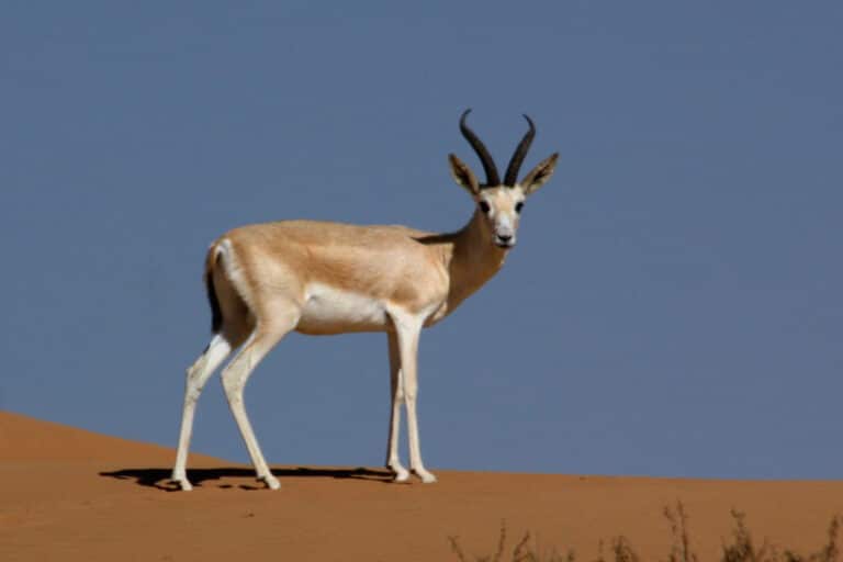 Sand gazelle (gazella subgutturosa marica)