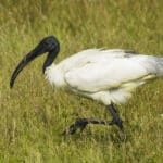 Ibis