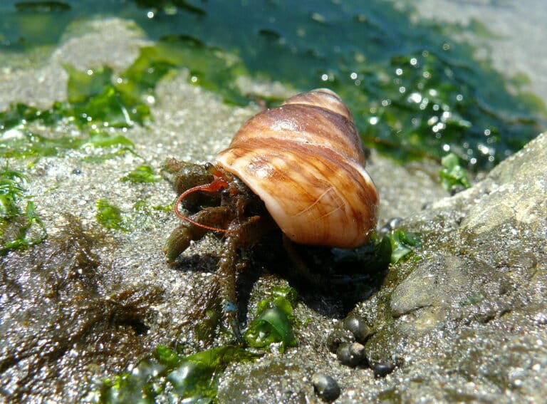 Blue-banded Hermit Crab Hermit Crab
