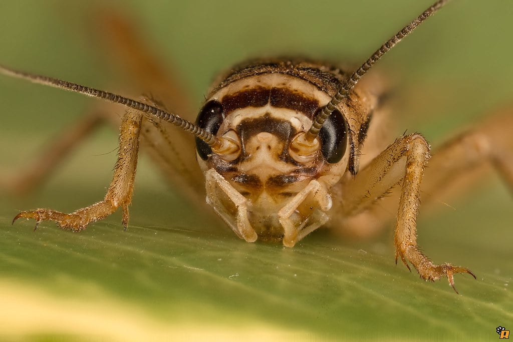 House cricket – Acheta domesticus House cricket – Acheta domesticus