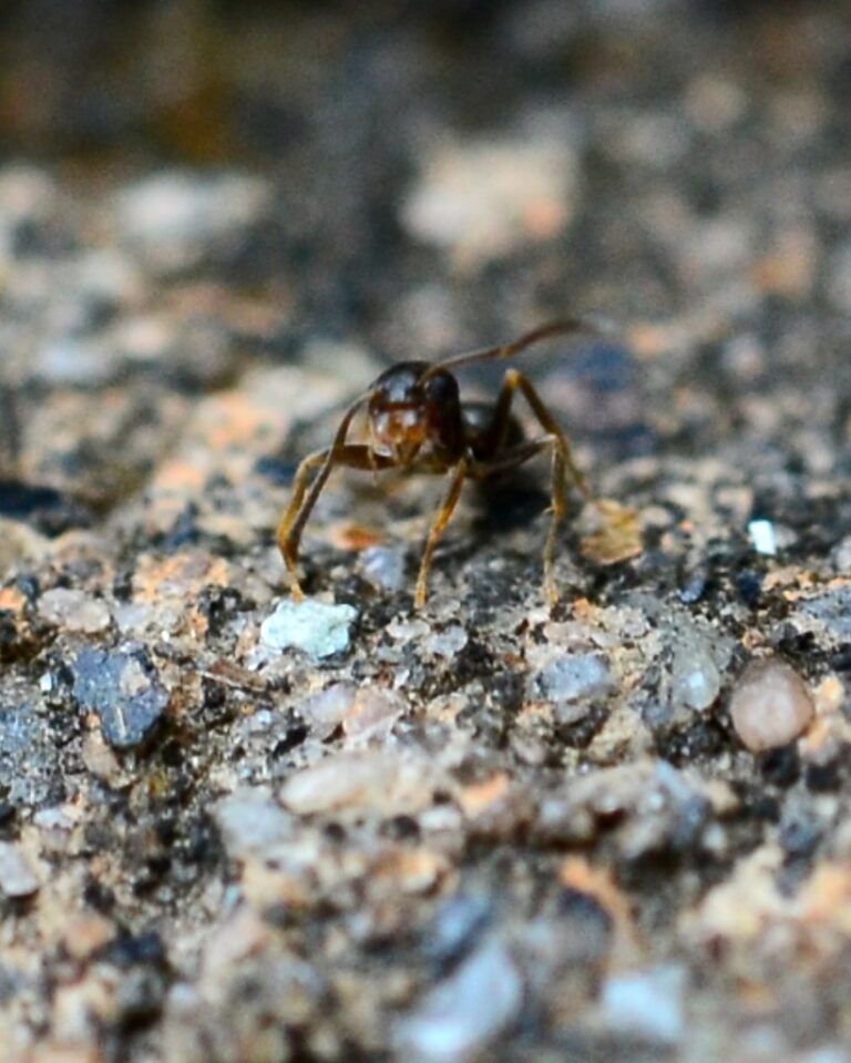 Ant Ant