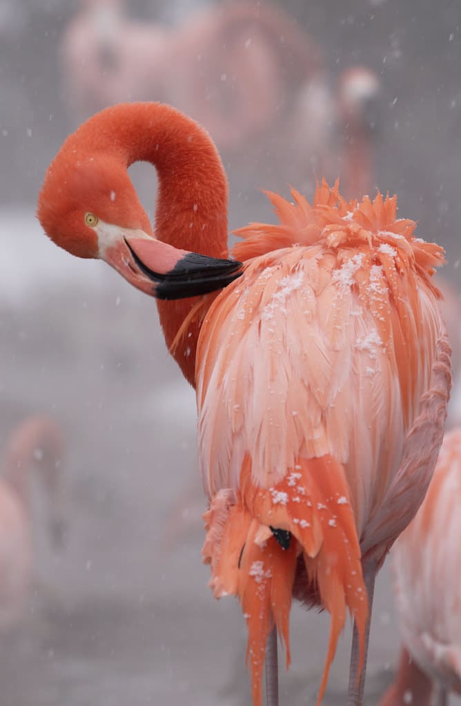 Flamingo at National Zoo