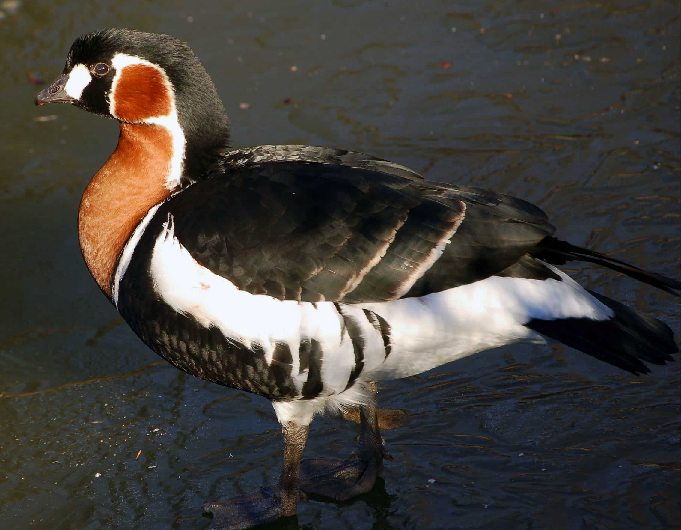 File:Red-breasted Goose (Branta ruficollis) -side.jpg File:Red-breasted Goose (Branta ruficollis) -side.jpg